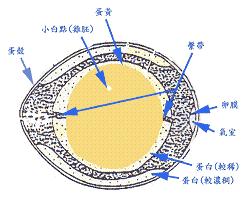 雞蛋內部結構